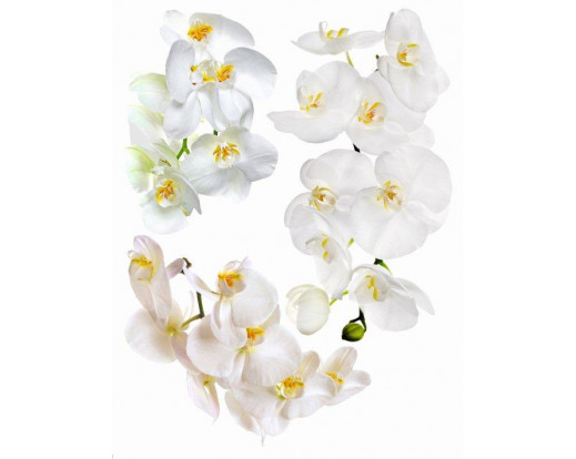 Samolepka Květina, Orchidej F 1068